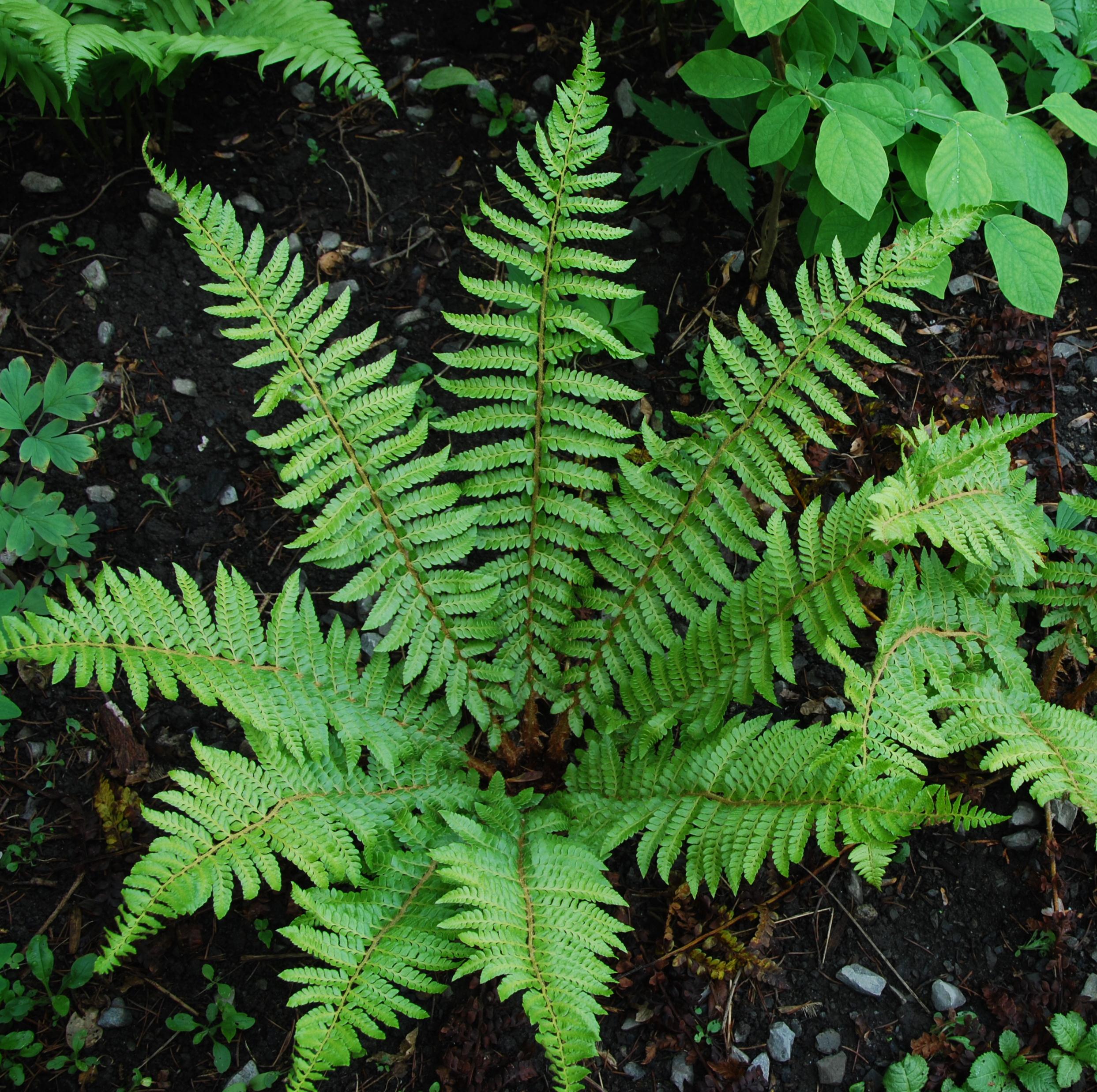 P. braunii - plant