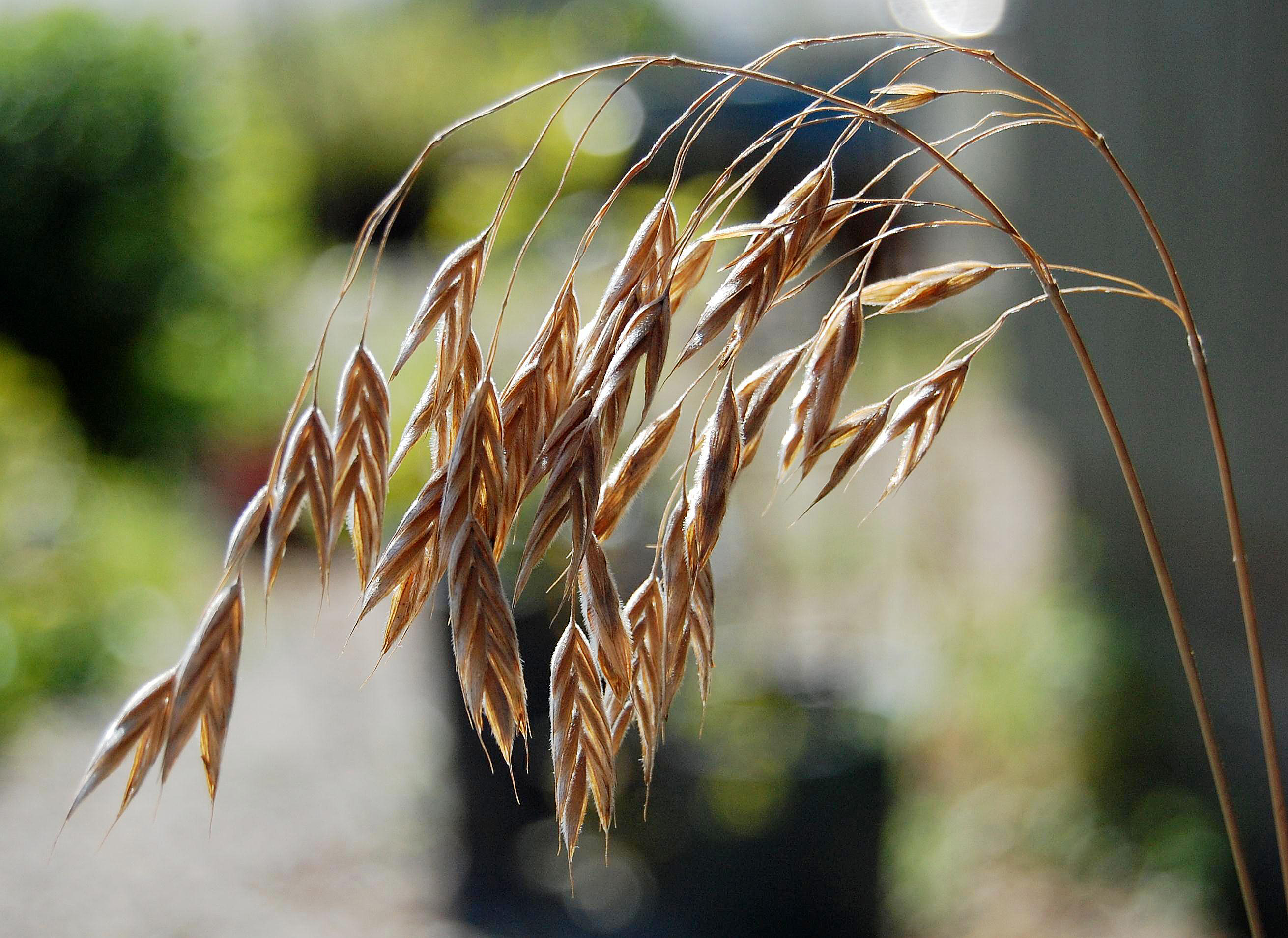 B. kalmii - mature fruits