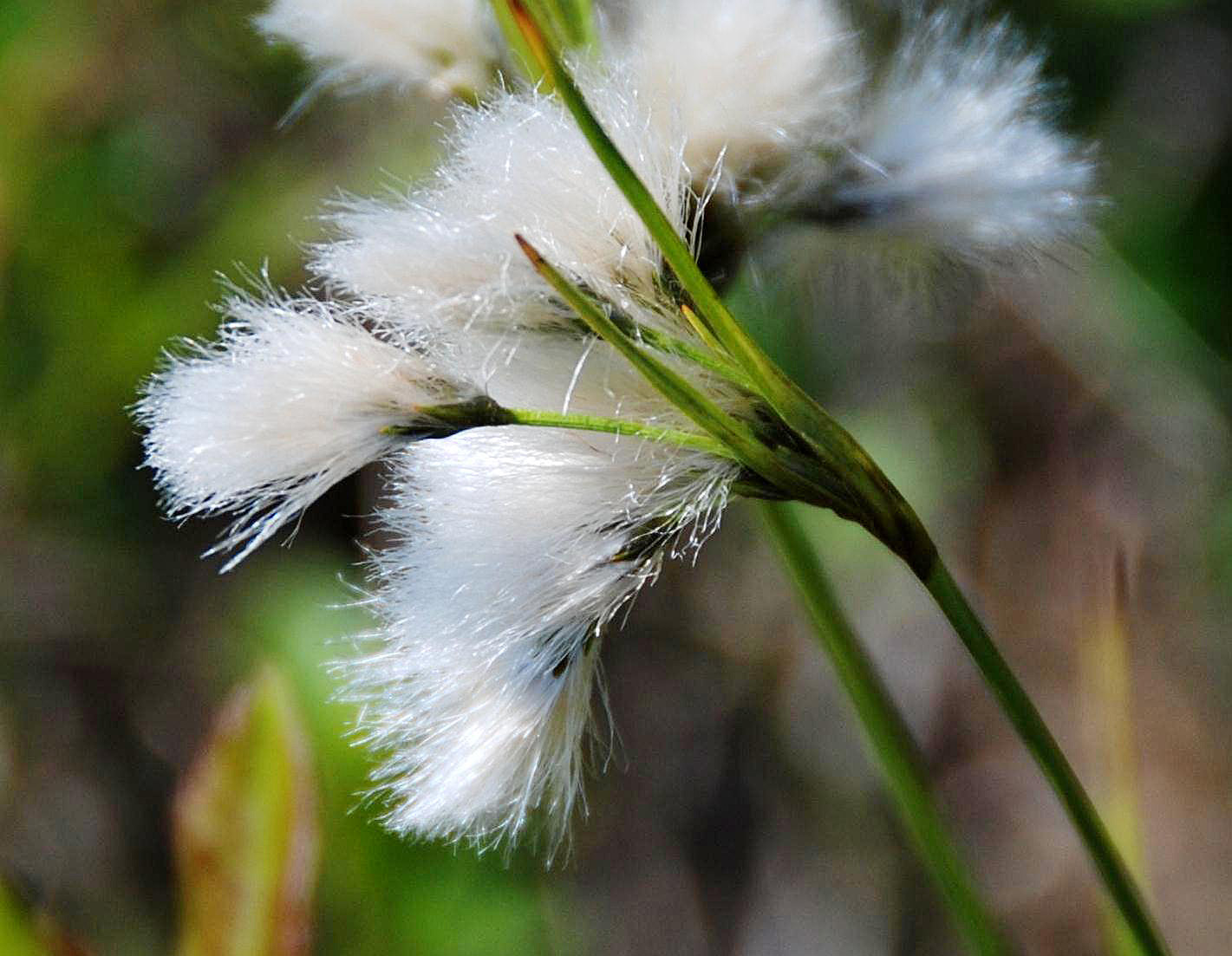 E. viridi-carinatum - fruits