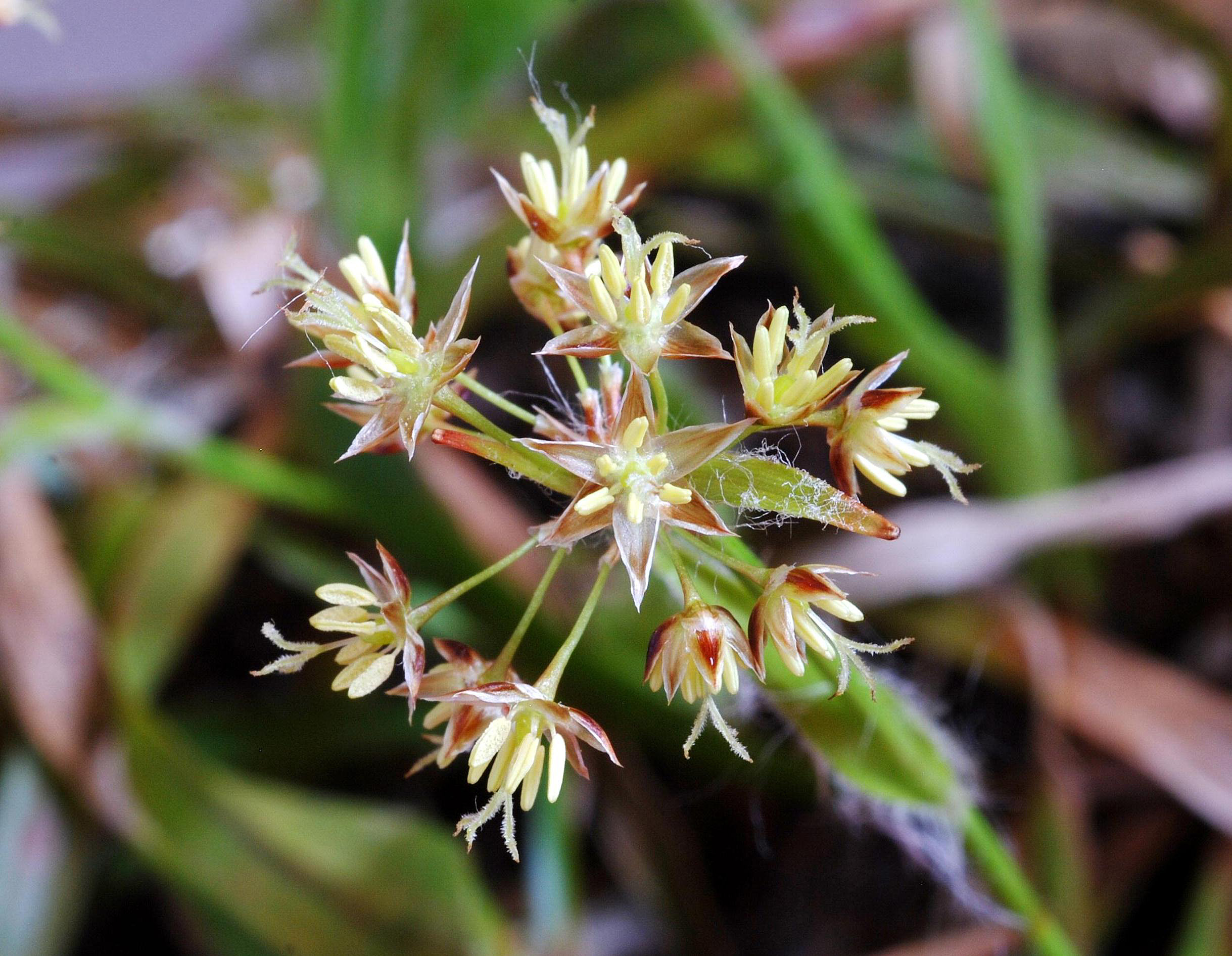 L. acuminata - flowers