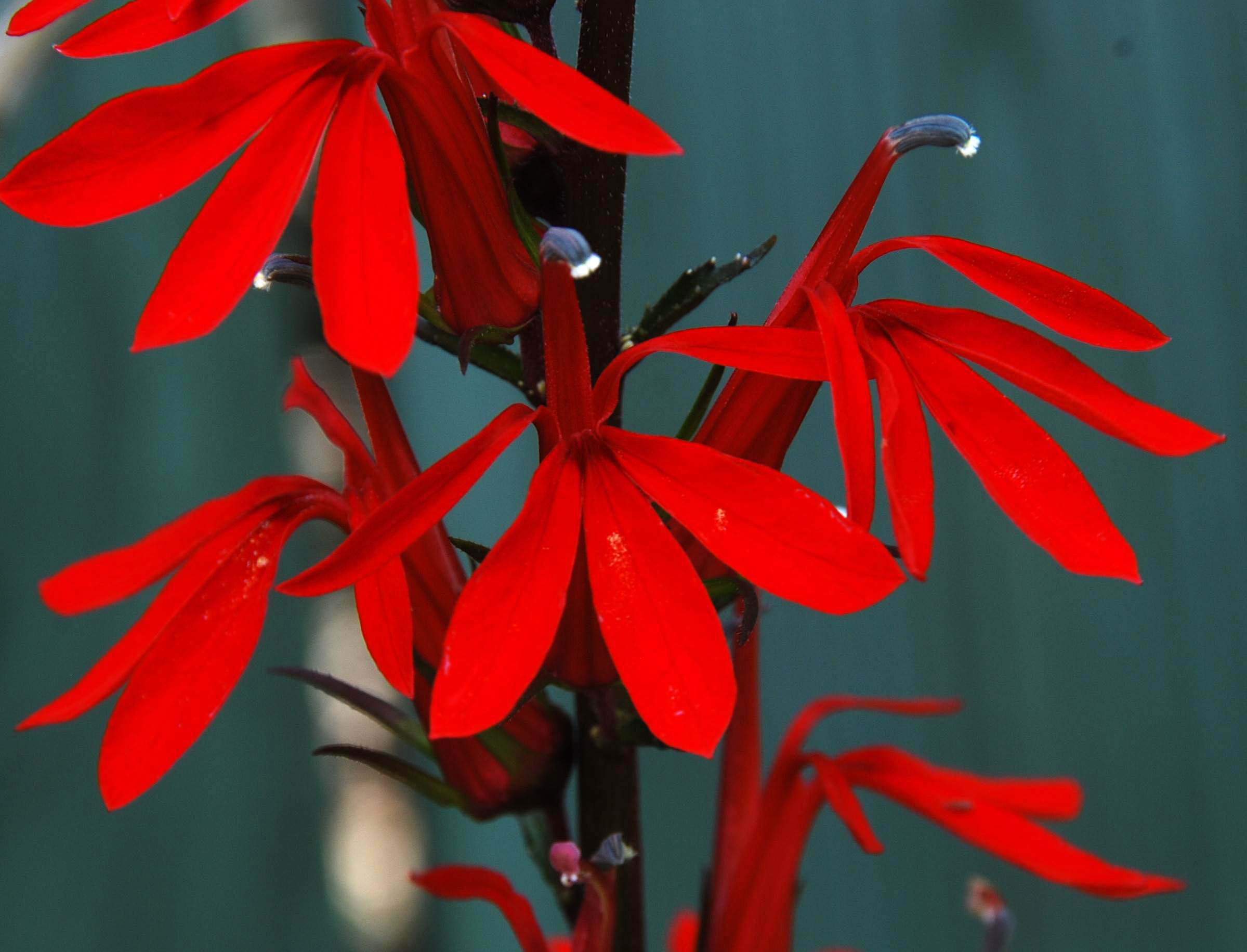 L. cardinalis - flowers