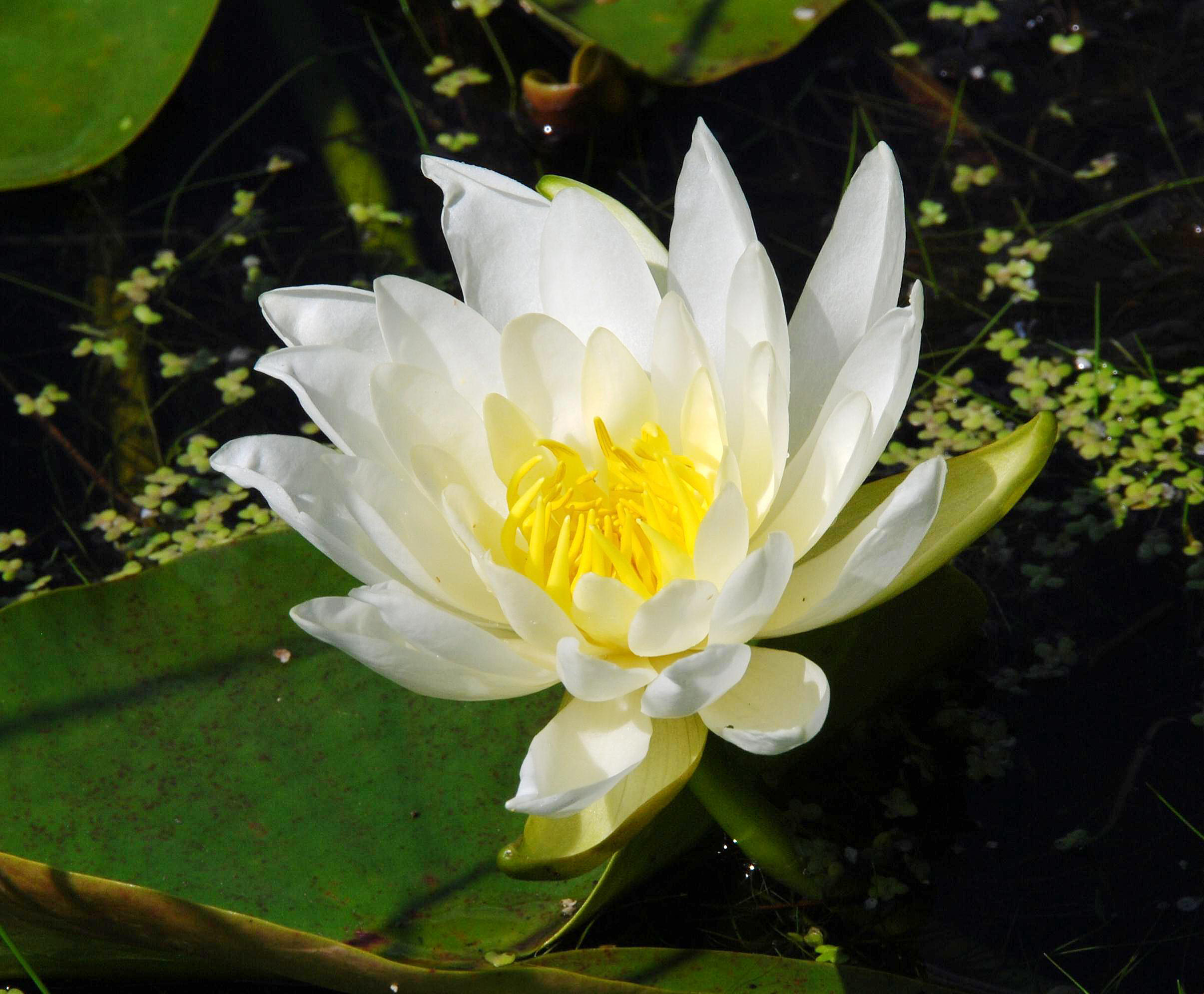 N. odorata - flower