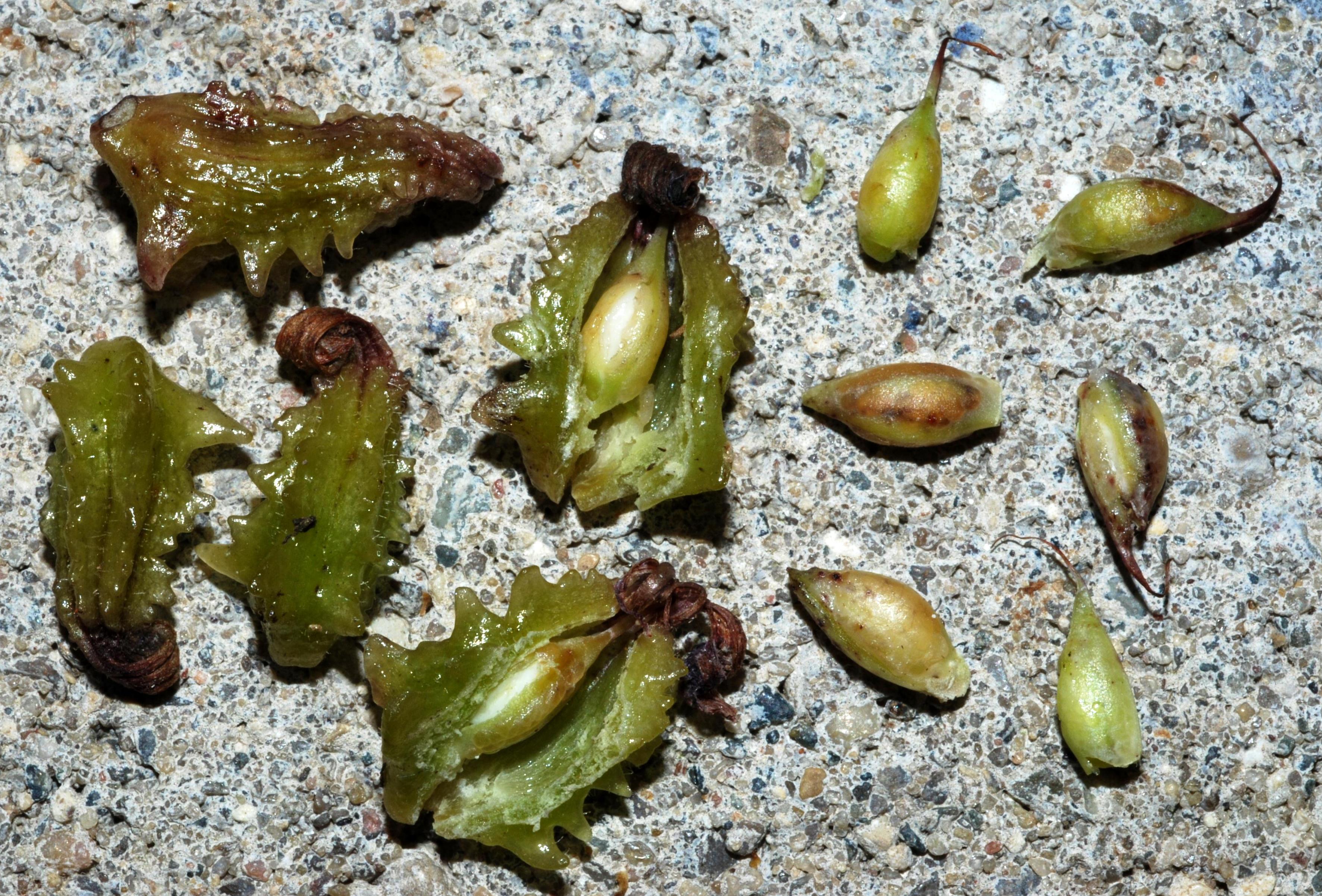 P. cordata - fruits/seeds