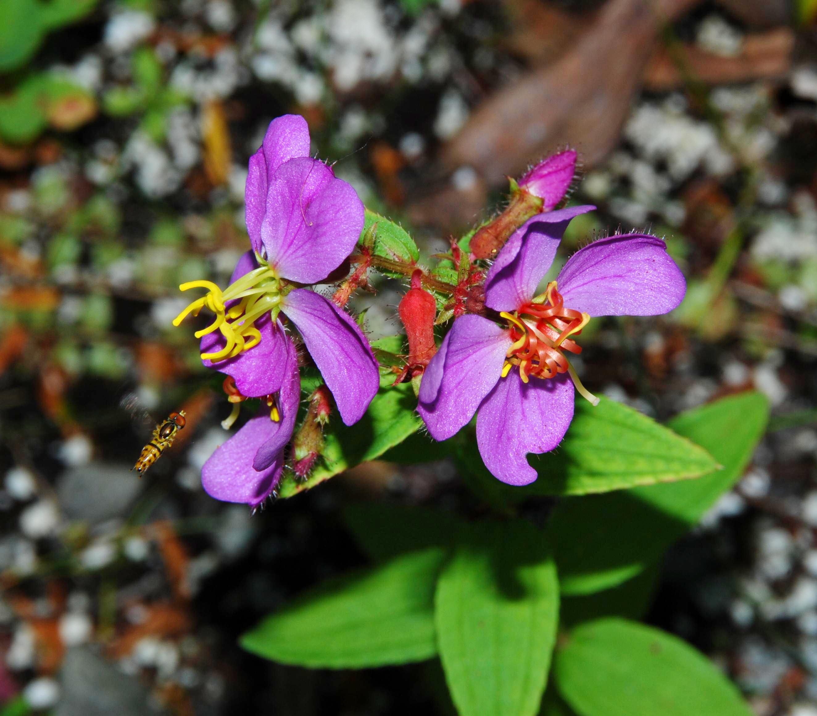 R. virginica - flowers