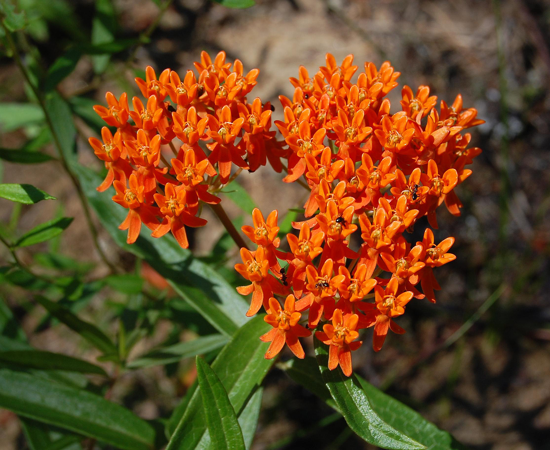 A. tuberosa - flowers