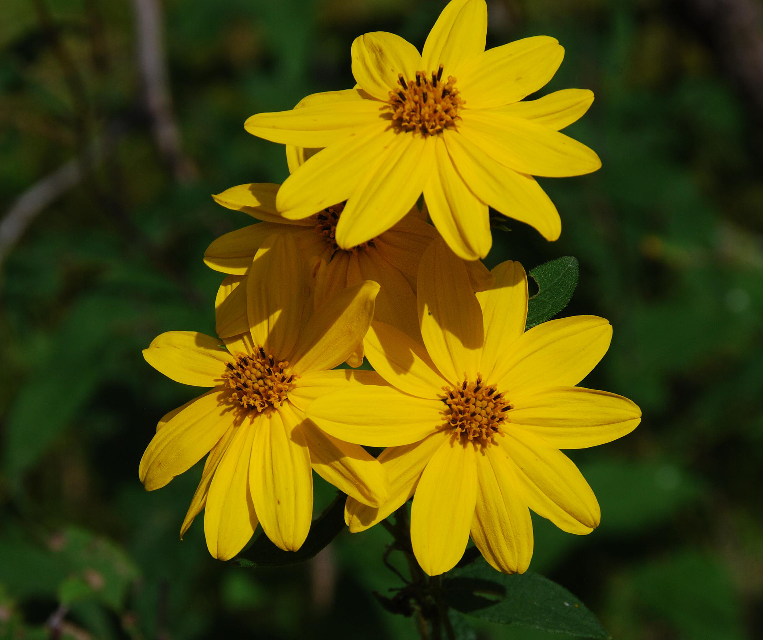 H. divaricatus - flowers