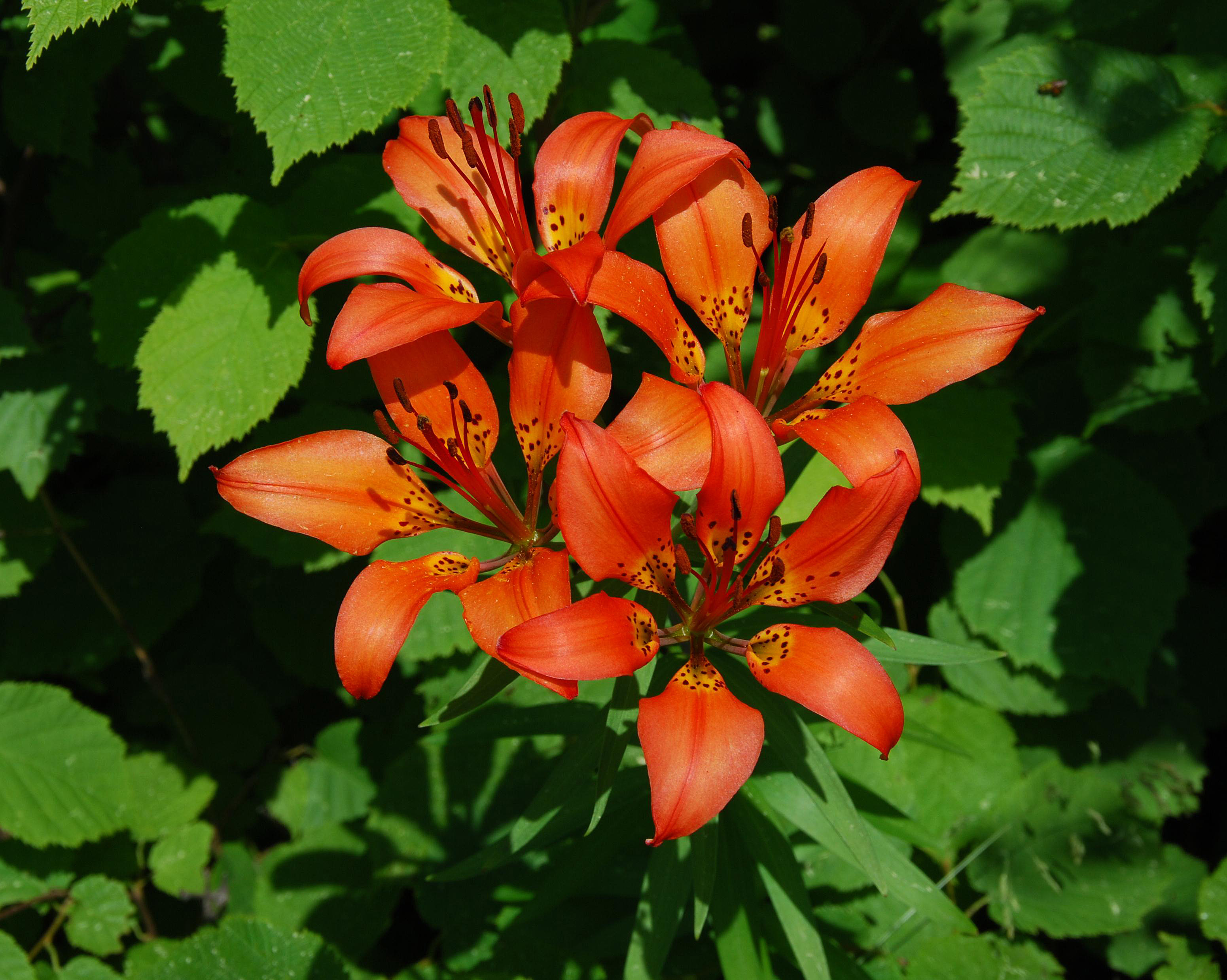 L. philadelphicum - flowers