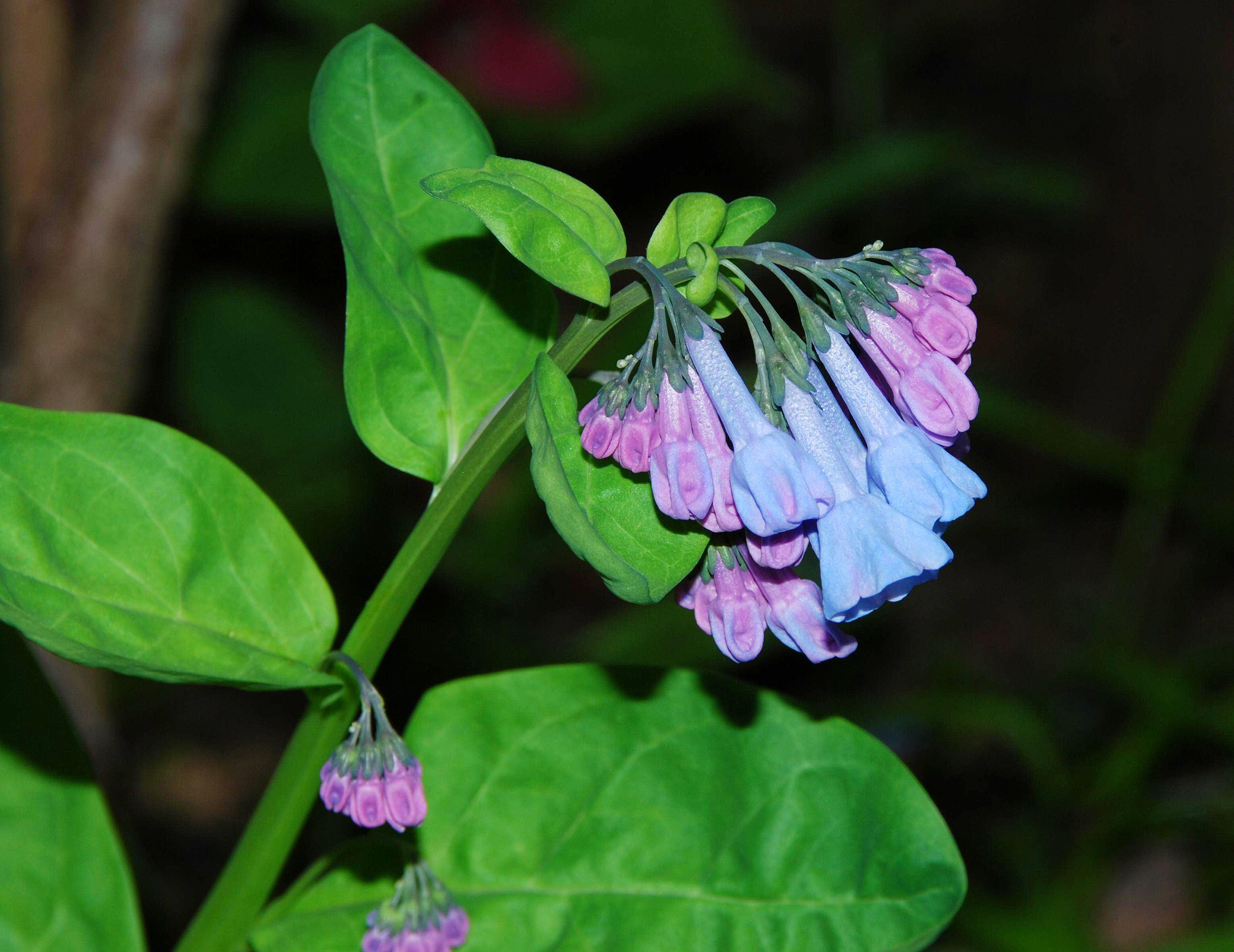 M. virginica - flowers