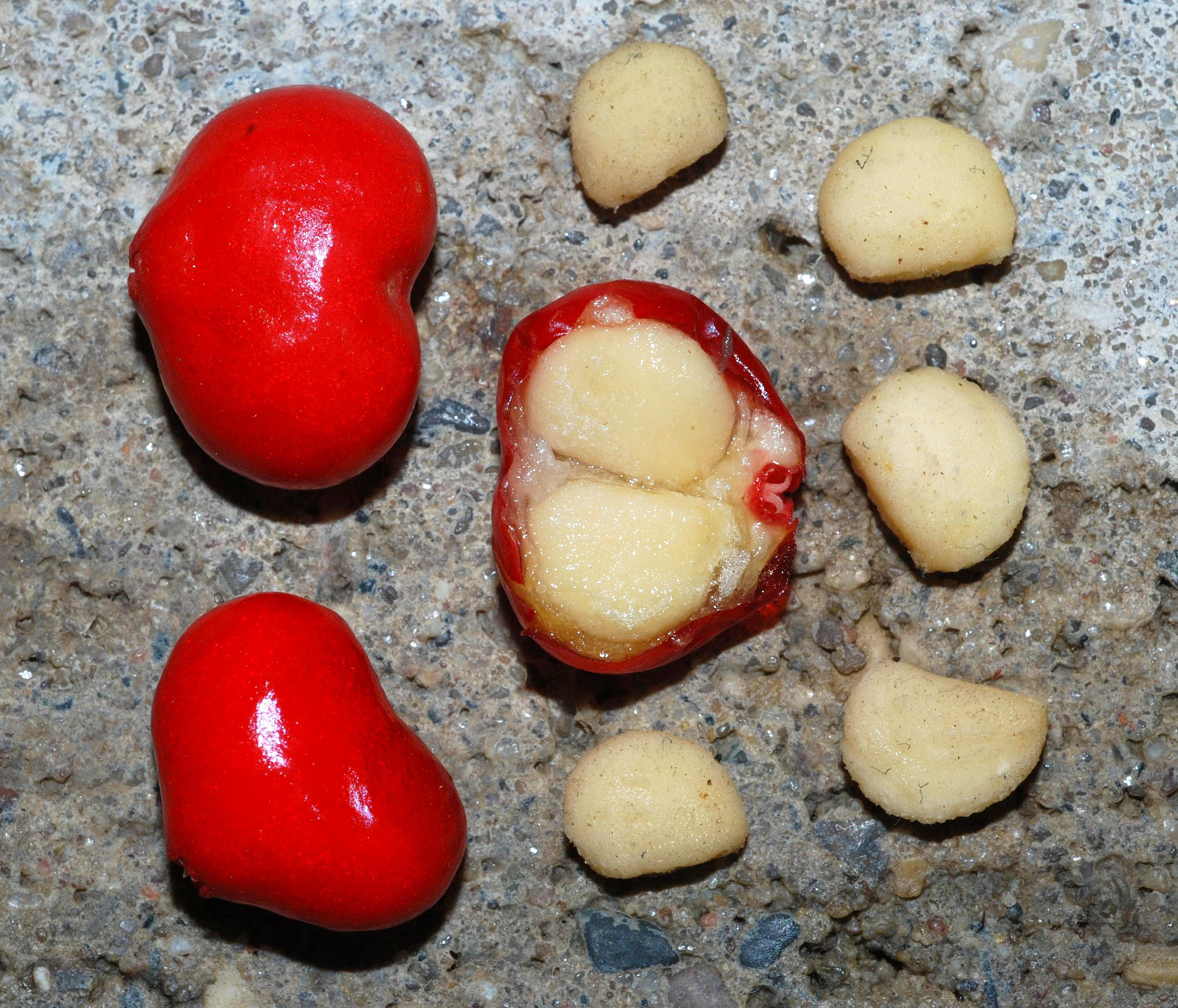 P. quinquefolius - fruits/seeds