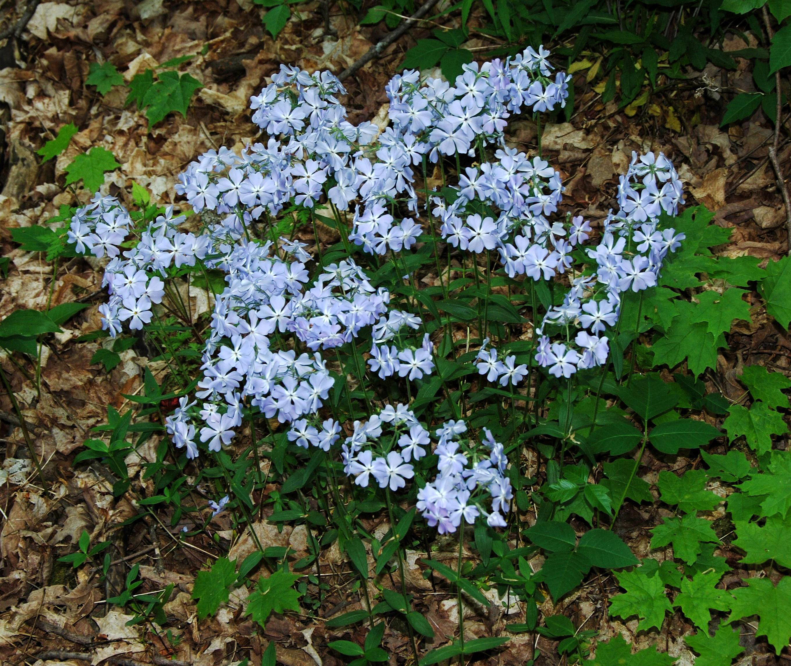 P. divaricata - plant in flower