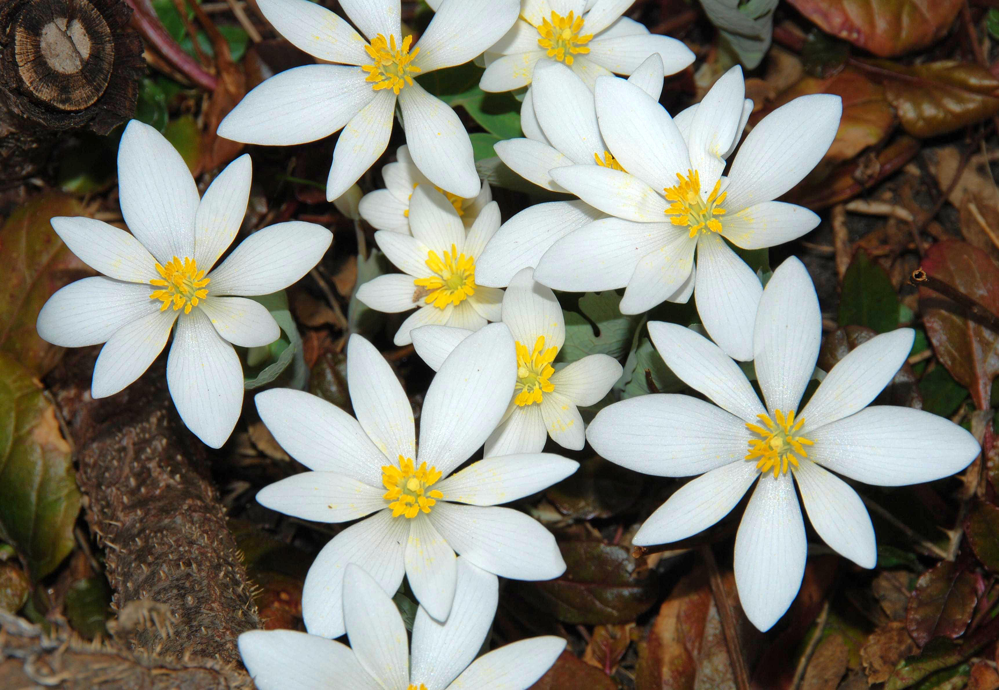 S. canadensis - flowers