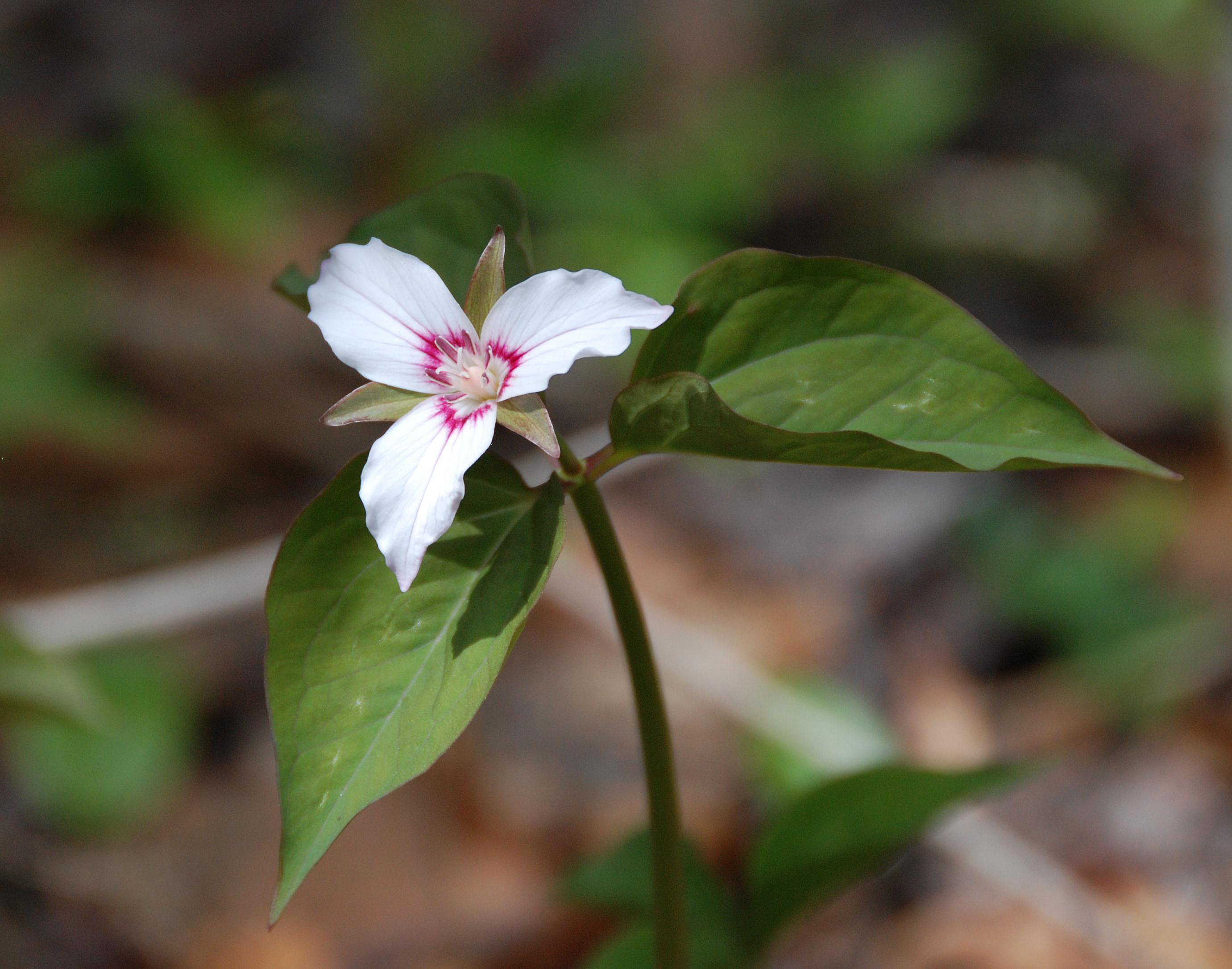 T. undulatum - plant in flower