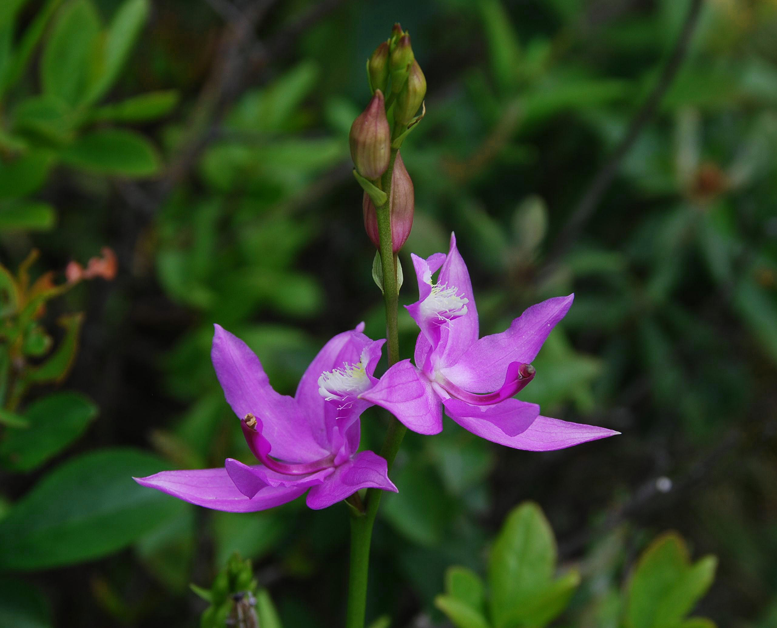 C. tuberosus - flowers