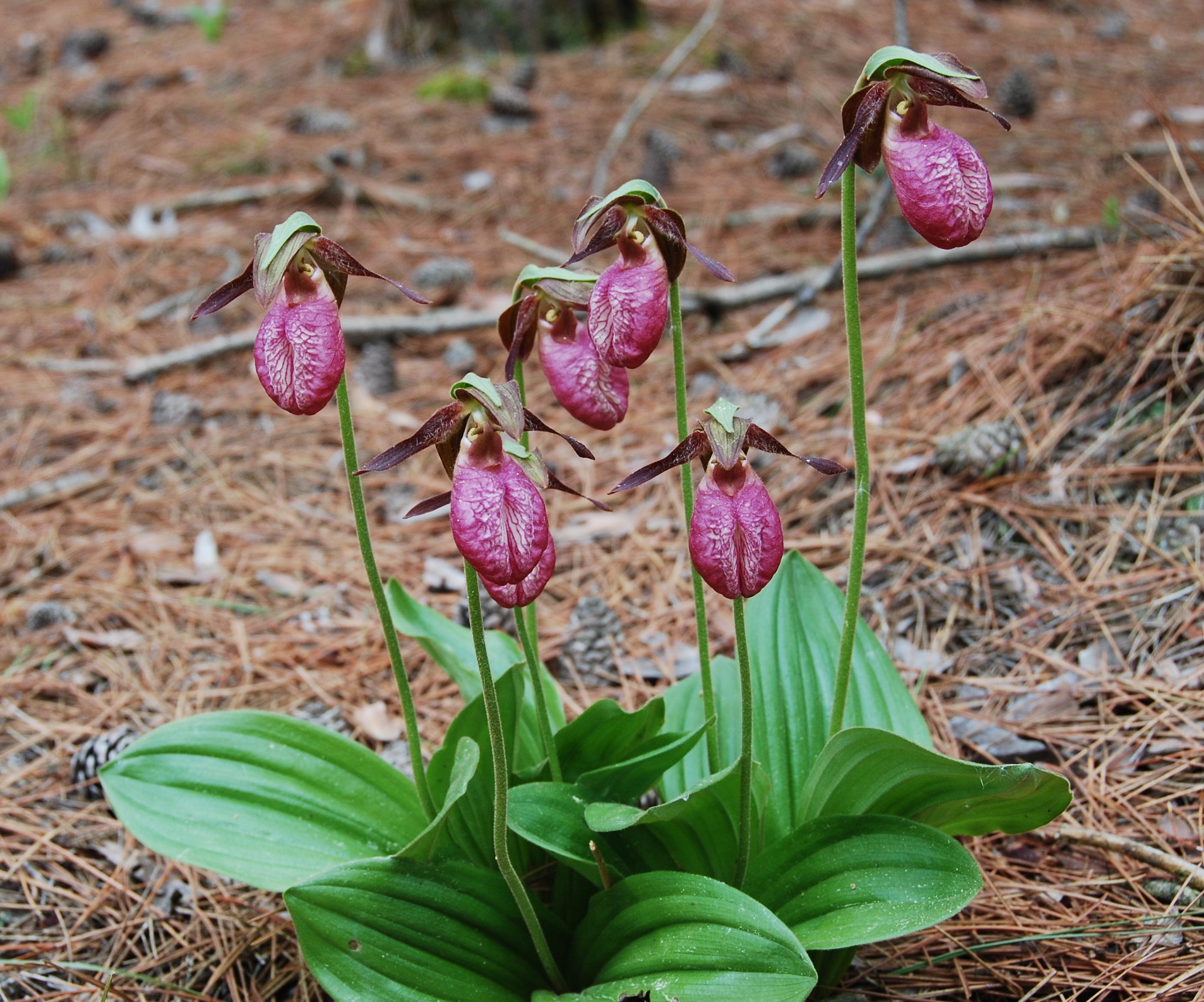 C. acaule - plant in flower