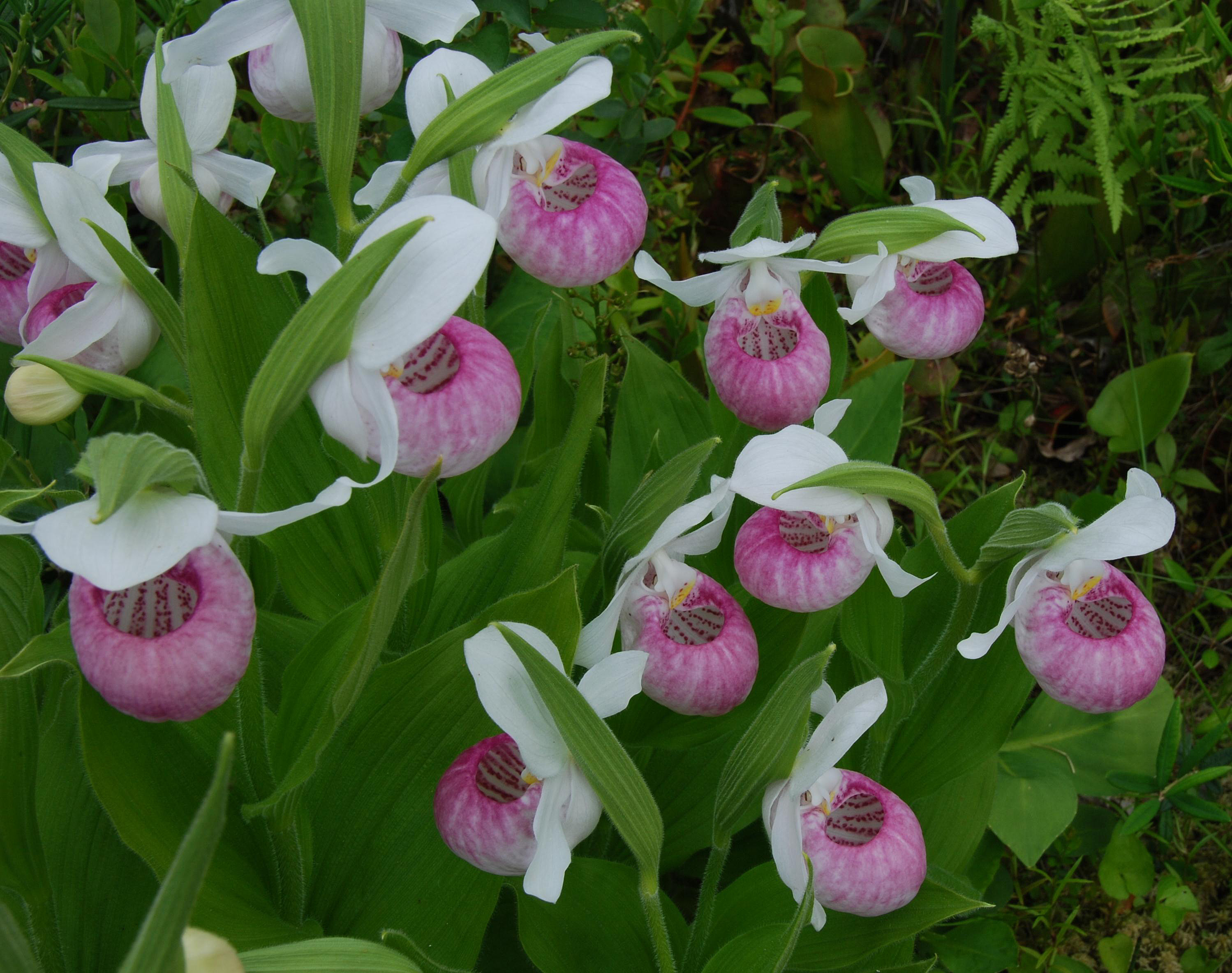 C. reginae - group in flower