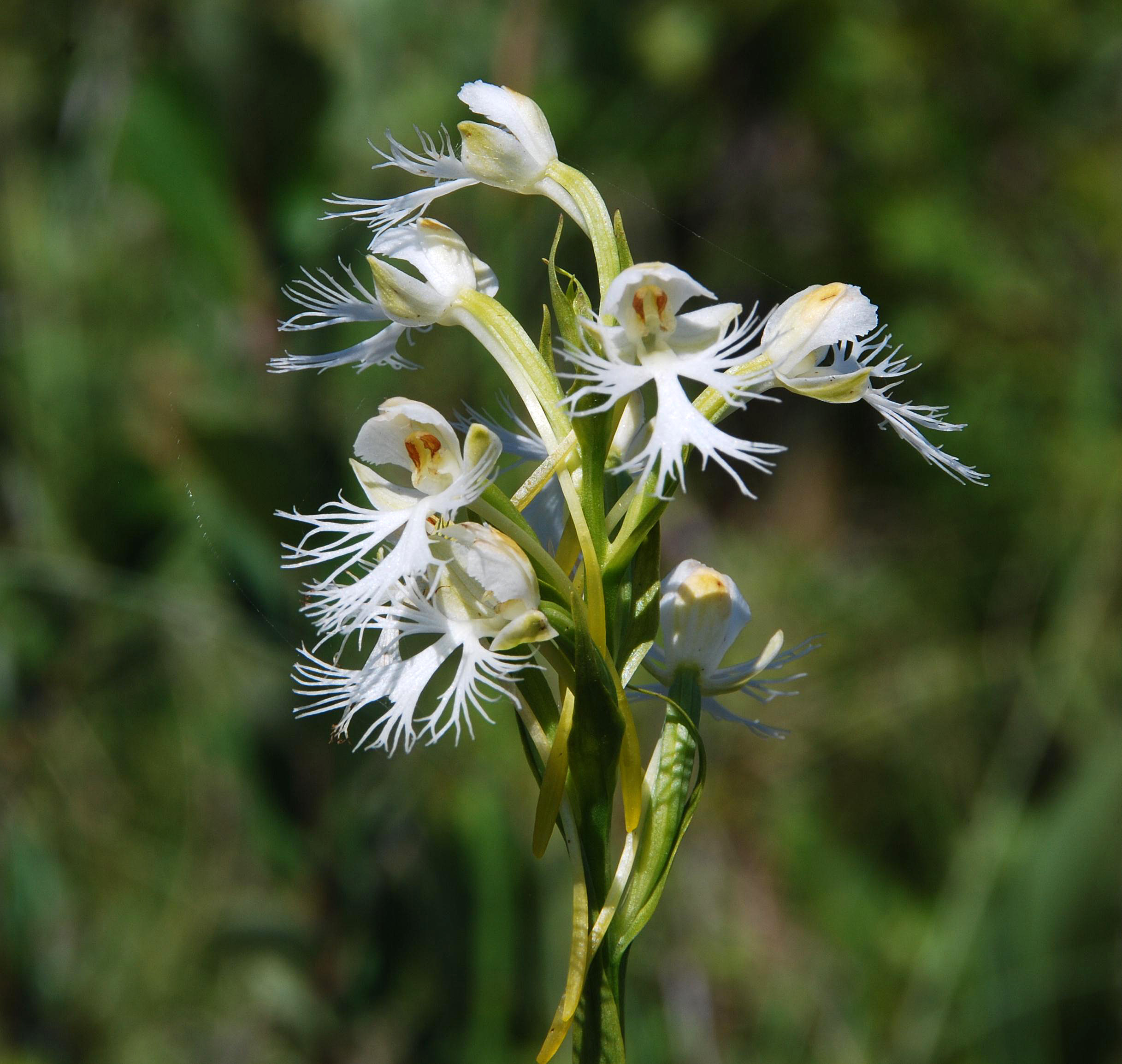 P. leucophaea - flowers