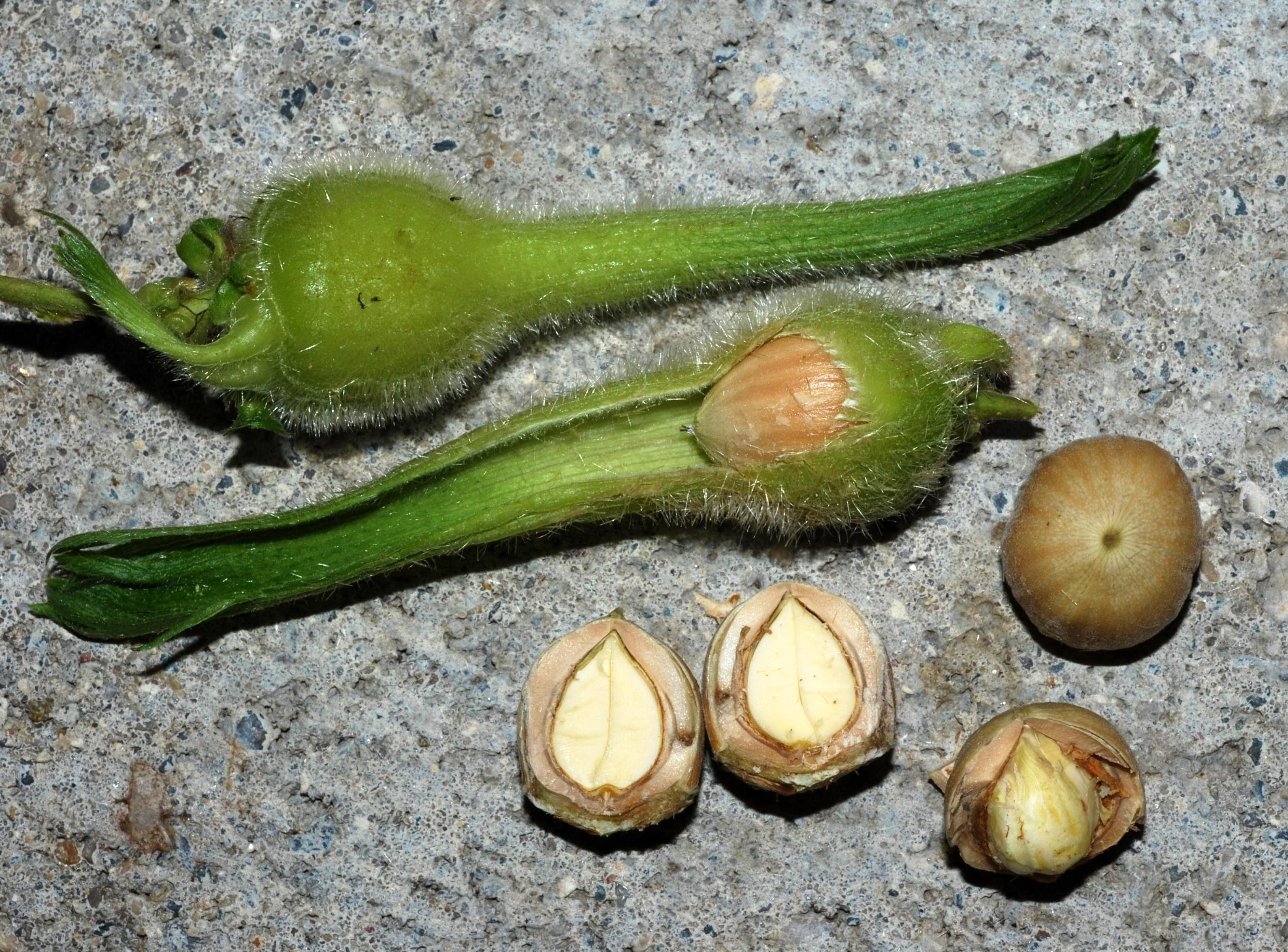 C. cornuta - fruits/seeds