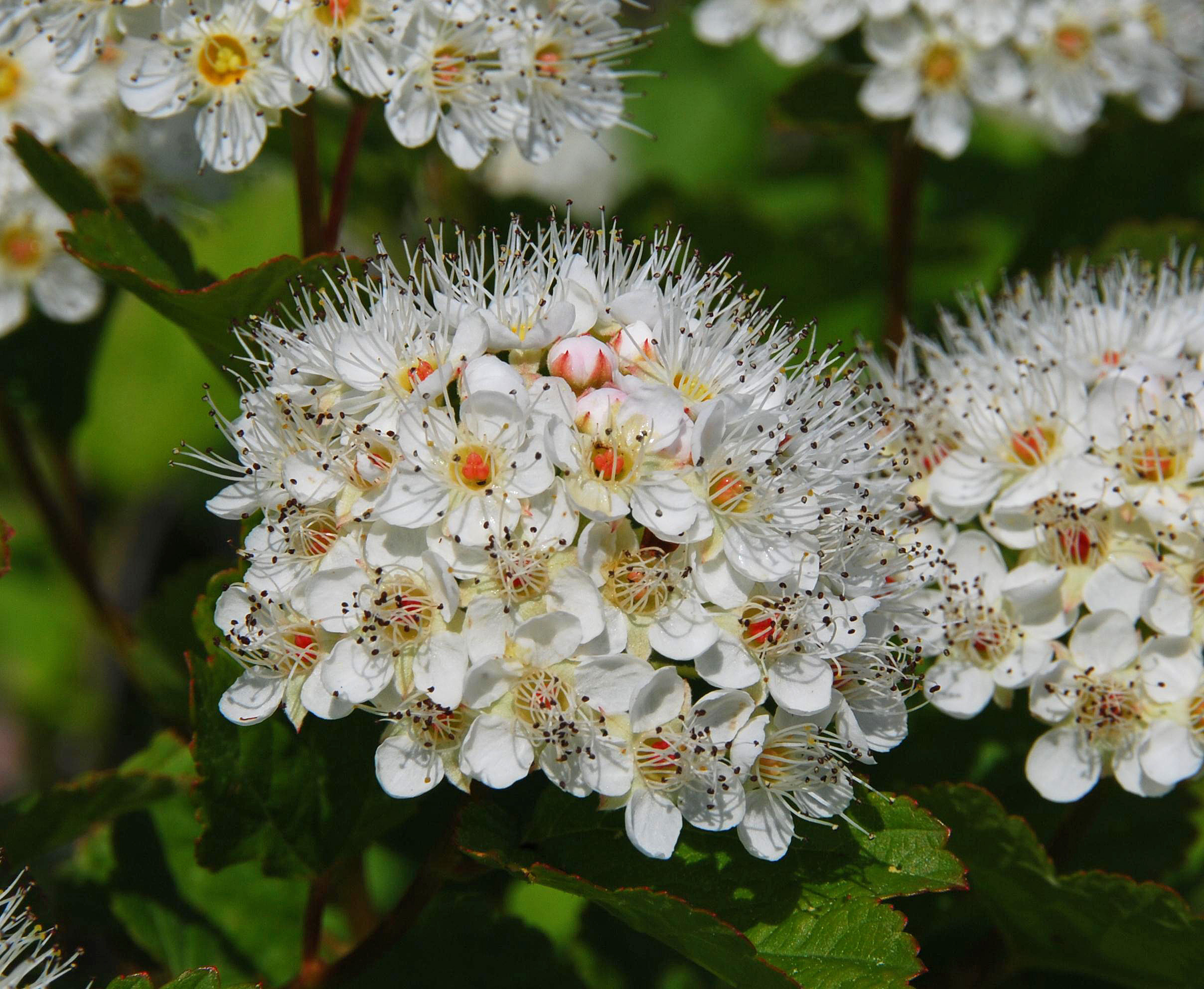 P. opulifolius - flowers