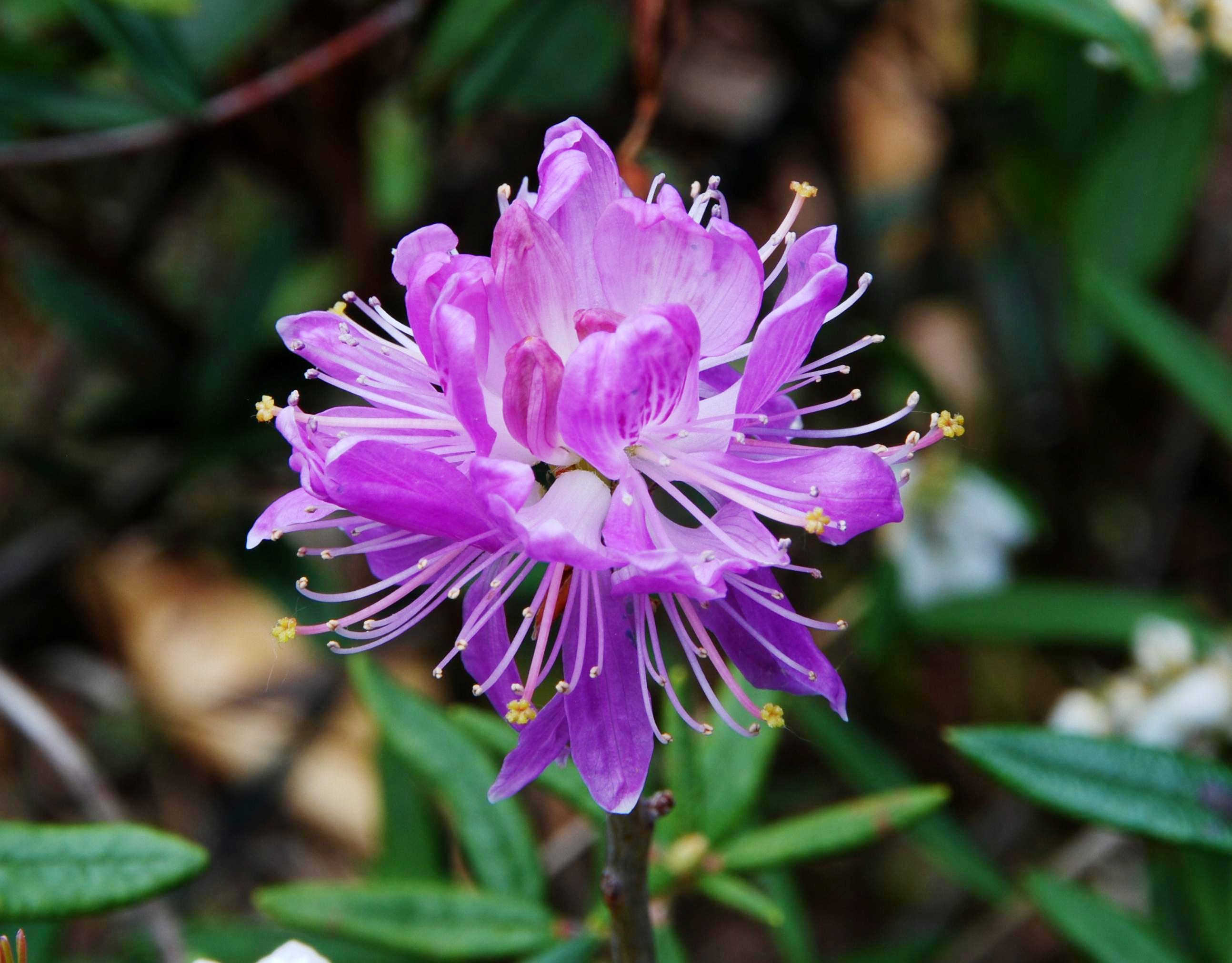 R. canadense - flowers