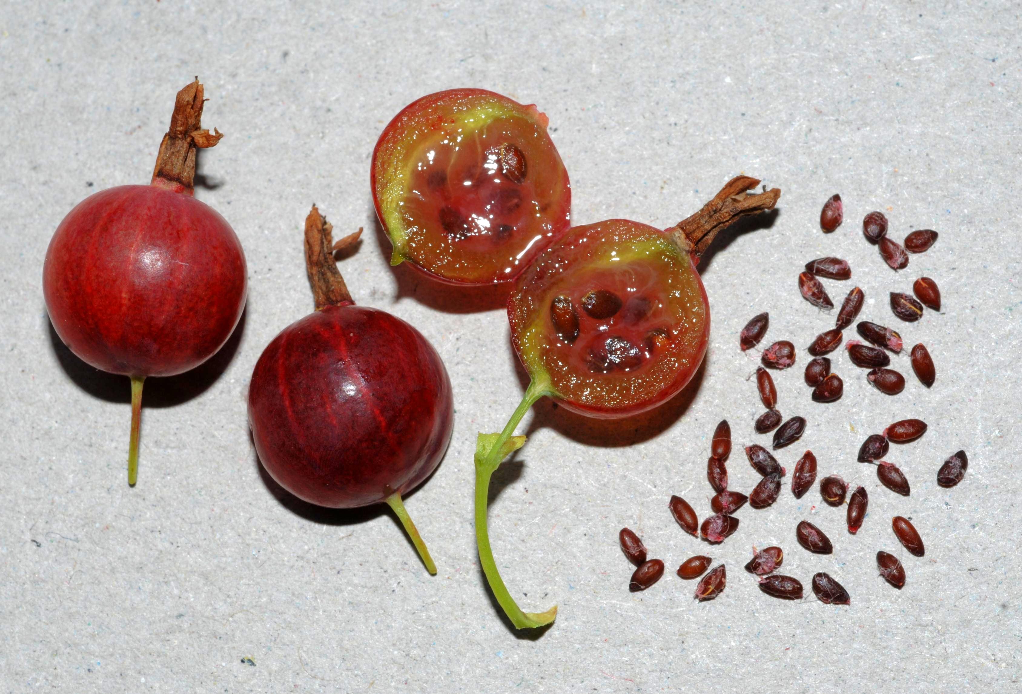 R. hirtellum - fruits/seeds