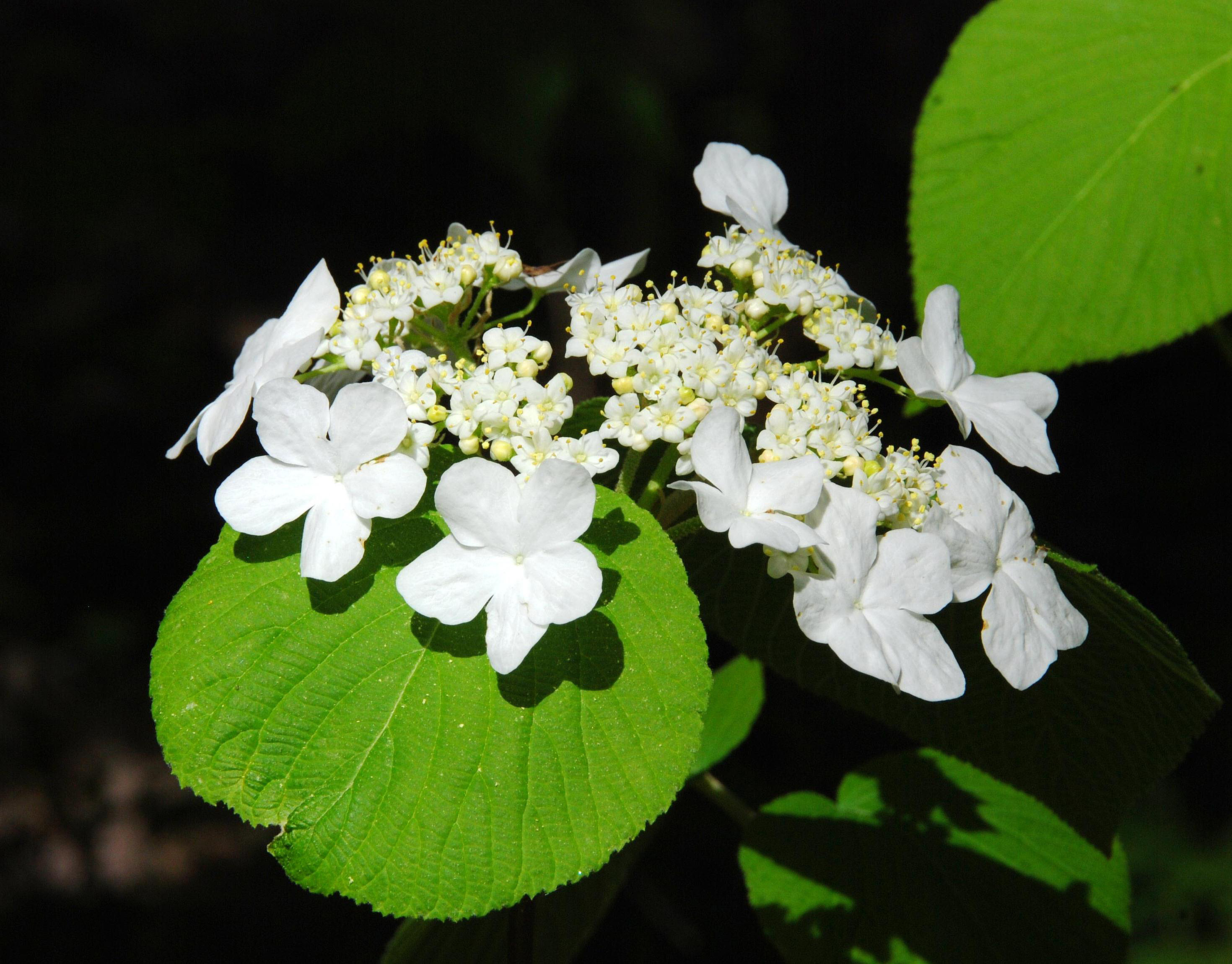 V. lantanoides - flowers