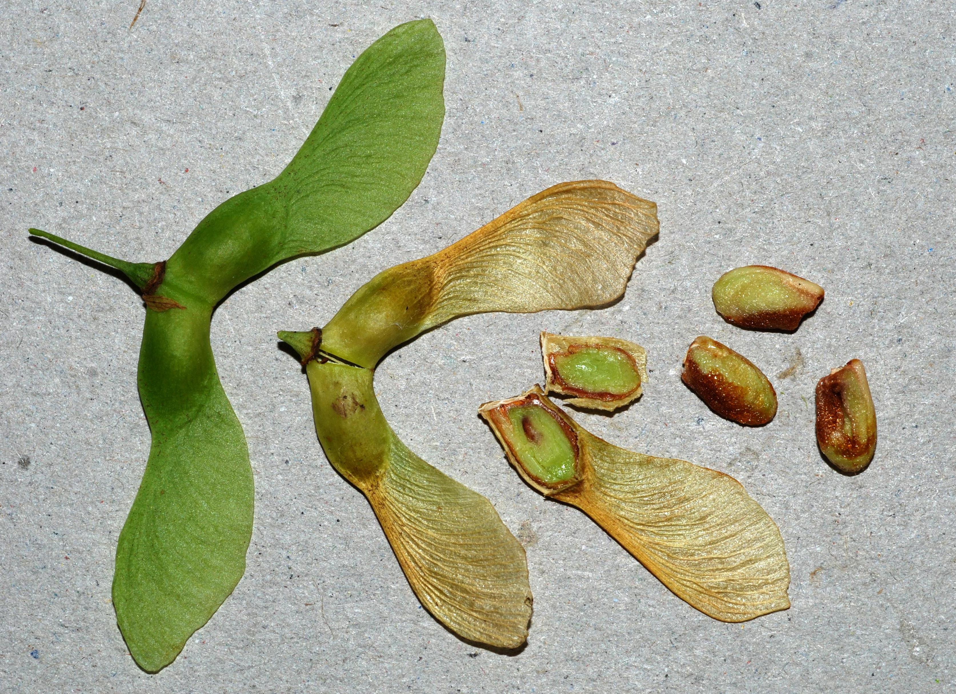 A. pensylvanicum - fruits/seeds