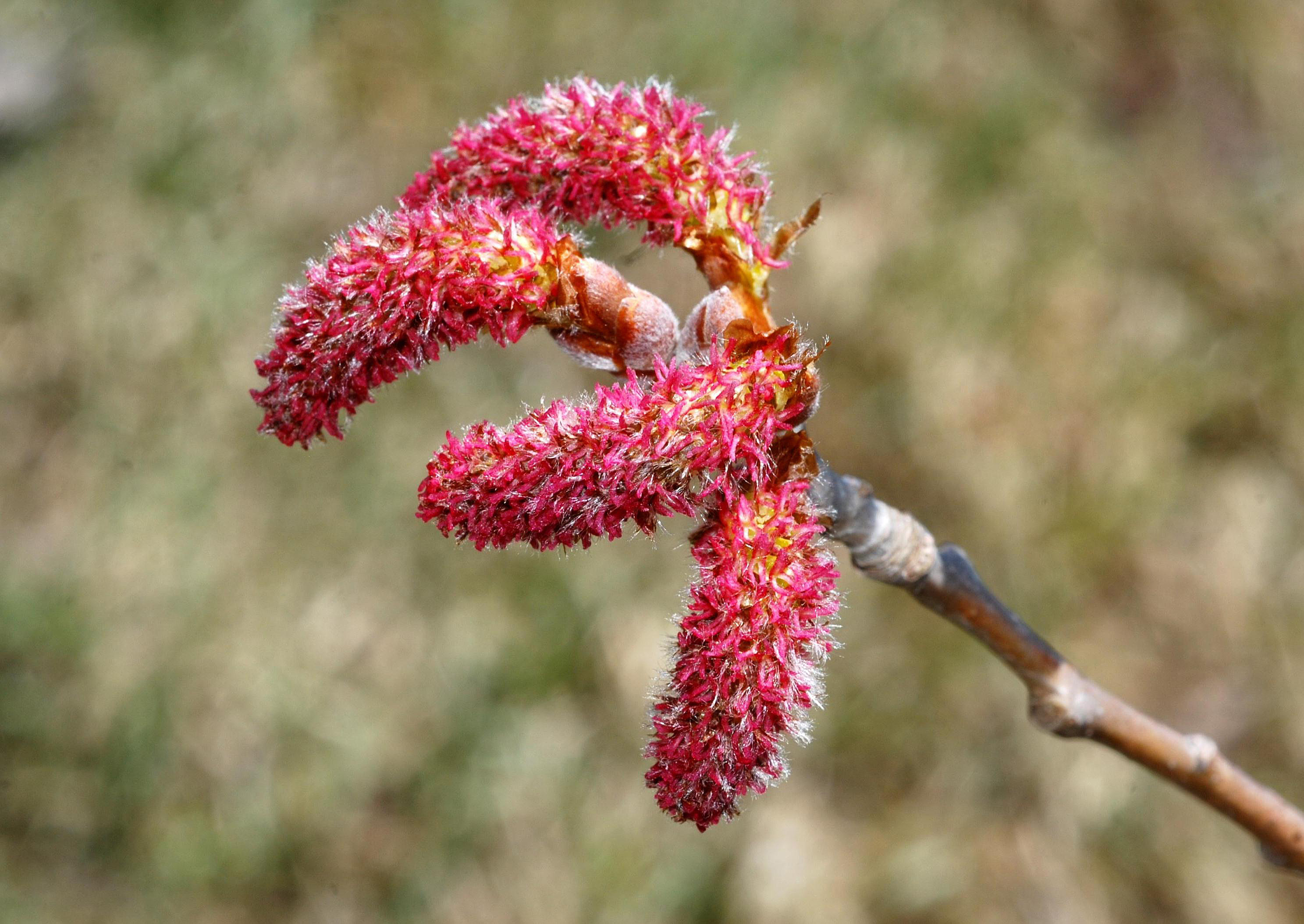 P. grandidentata - female flowers