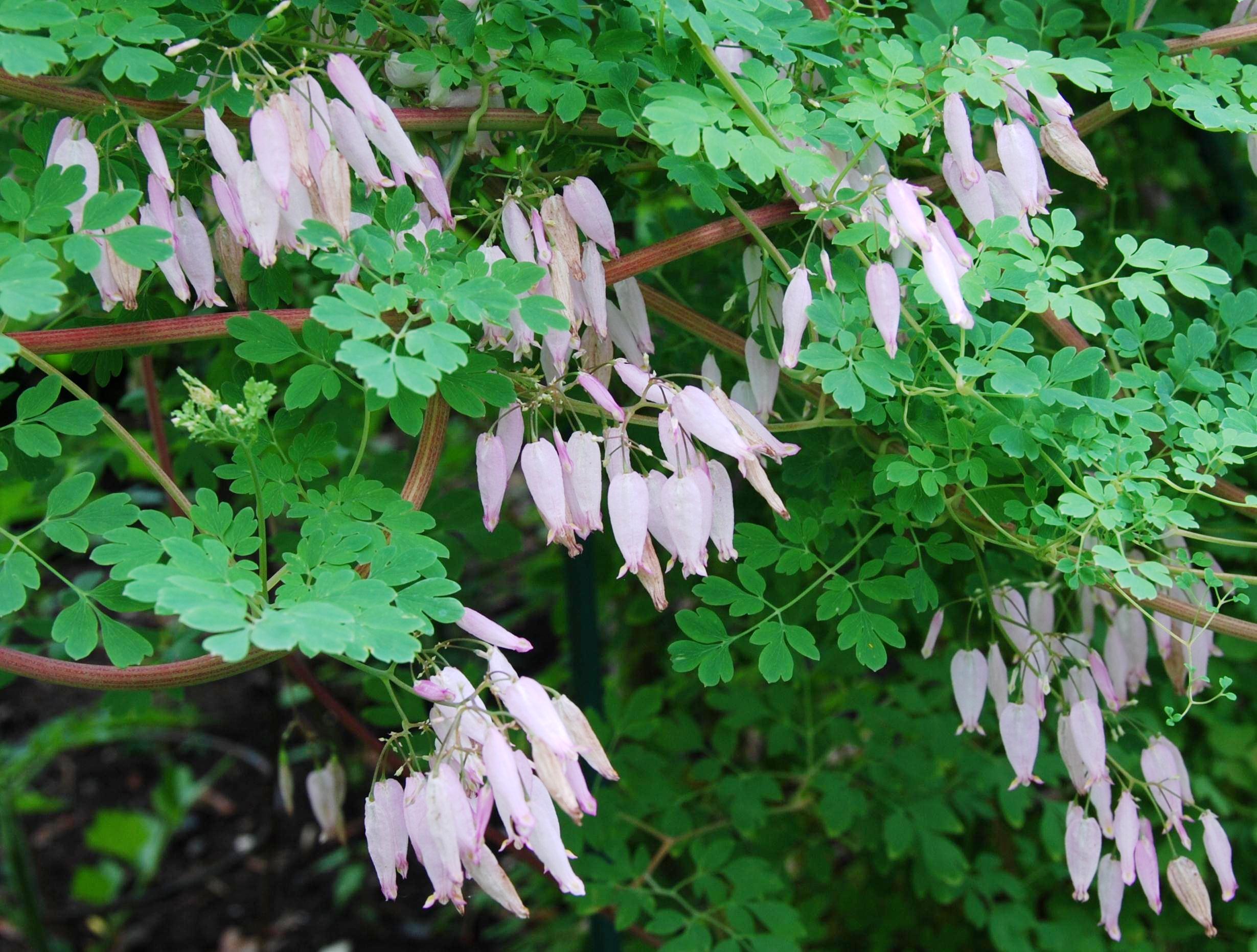 A. fungosa - flowers