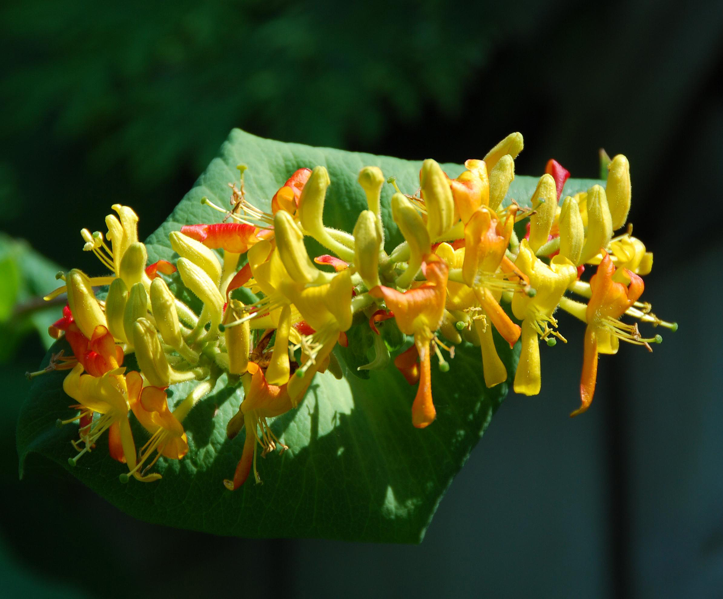 L. hirsuta - flowers