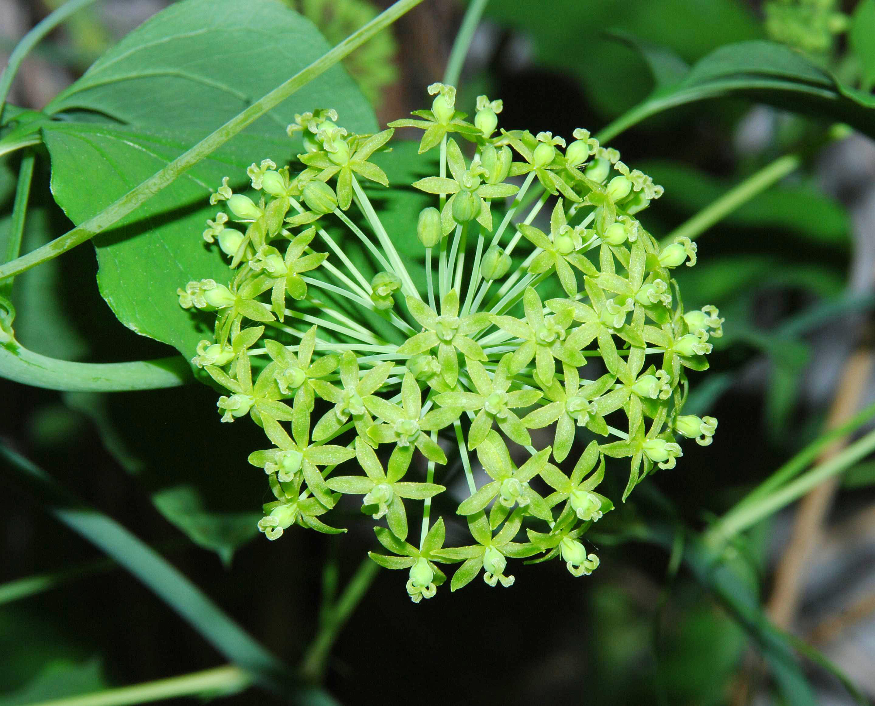 S. herbacea - female flowers