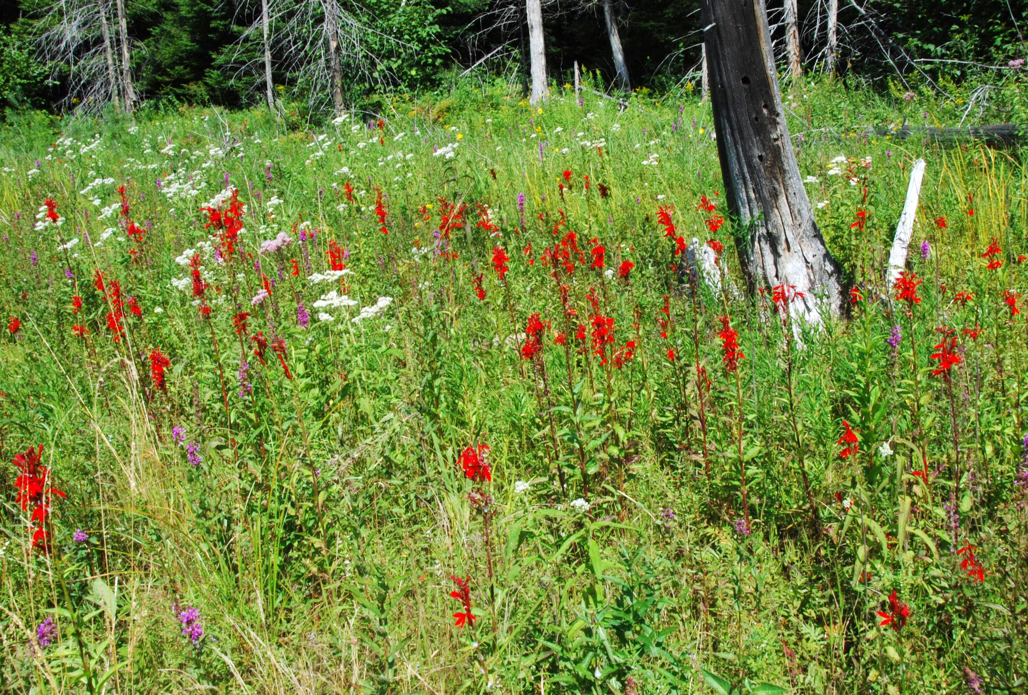 Meadow with wildflowers.